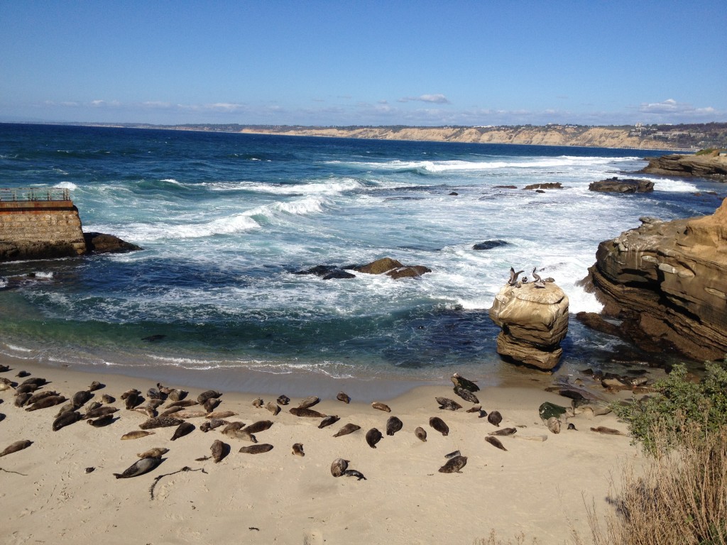 The Daydream Diaries- Best Beaches to get upclose & personal with Animals