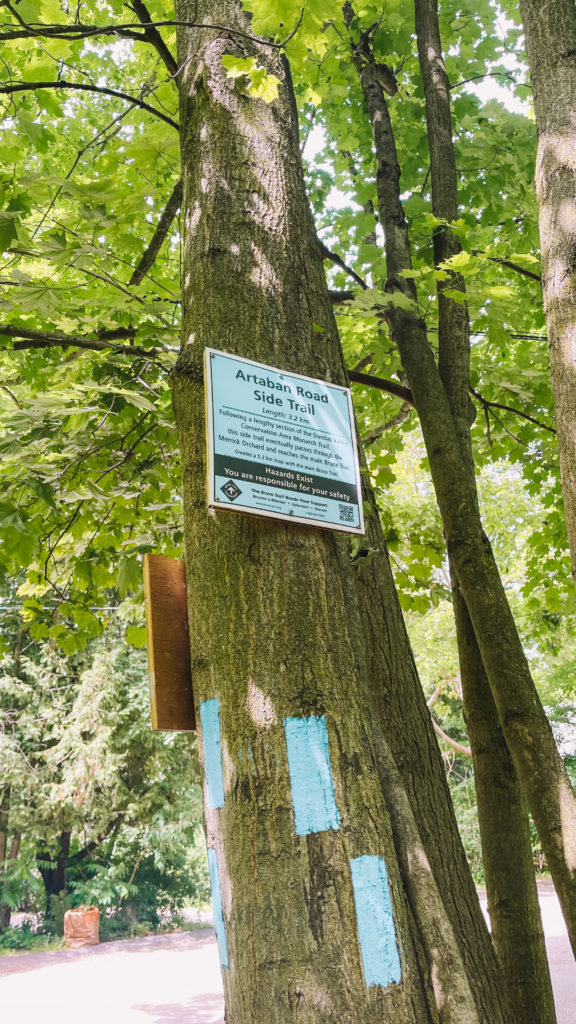 Waterfalls in Hamilton