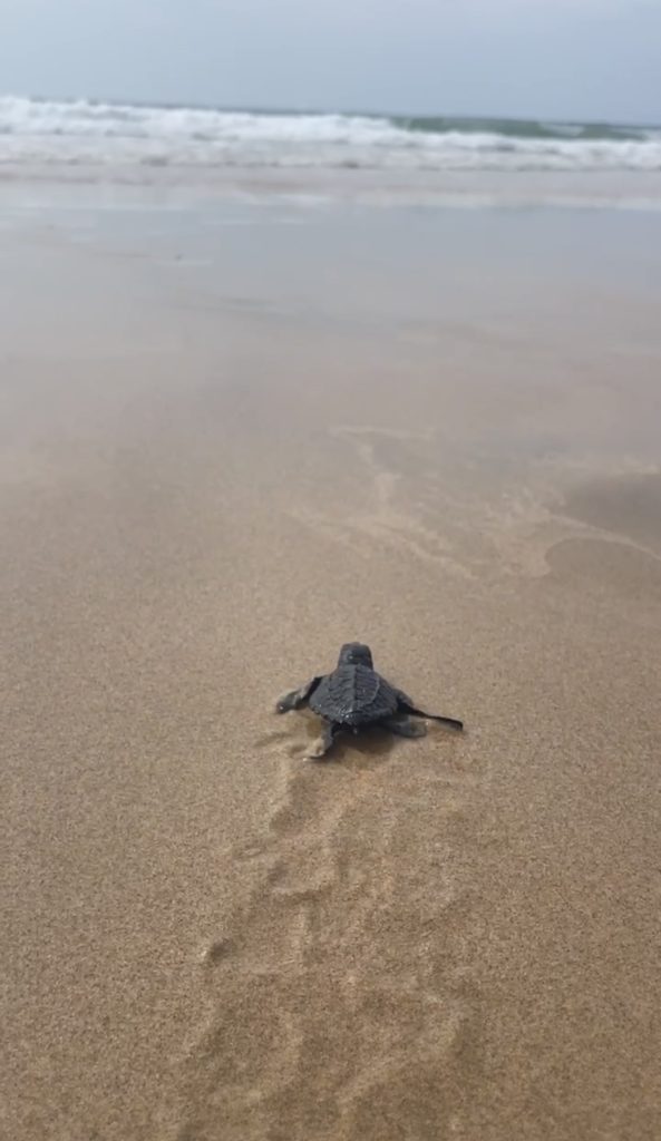 Careyes Turtle Release