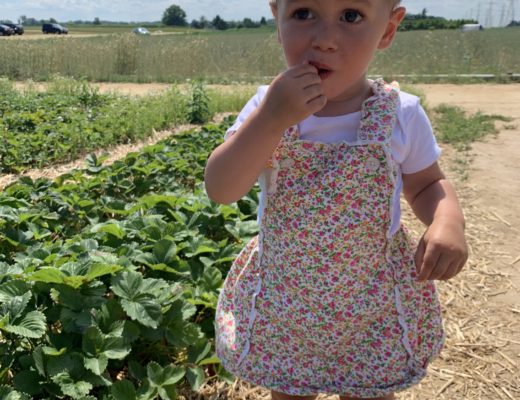 Strawberry Picking in Hamilton