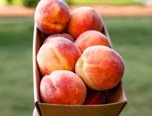 Peach Picking Near me